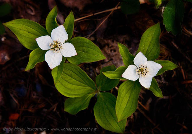 Dwarf dogwood